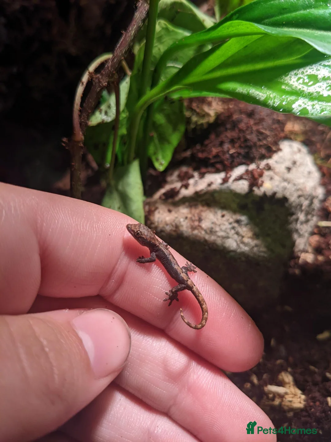 Gecko reptiles for sale: Mourning geckos in Malmesbury - Advert 2