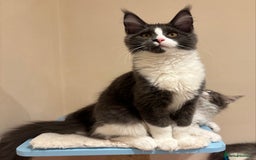 Maine Coon cats for sale: Ready Now - Beautiful Maine Coon Kittens in Nantwich - Image 6