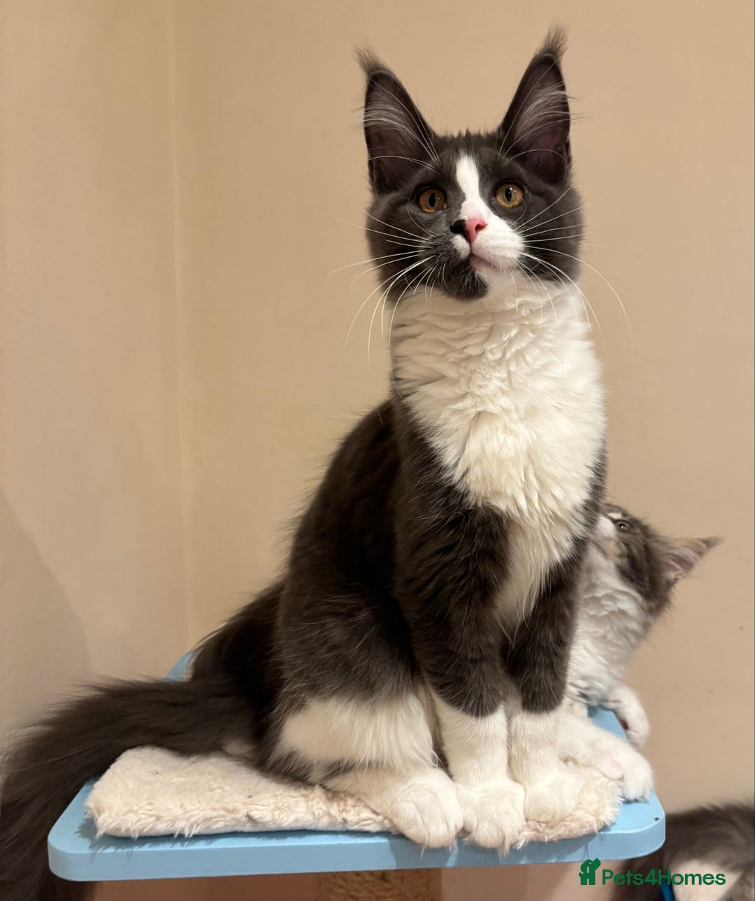 Maine Coon cats for sale: Ready Now - Beautiful Maine Coon Kittens in Nantwich - Image 6