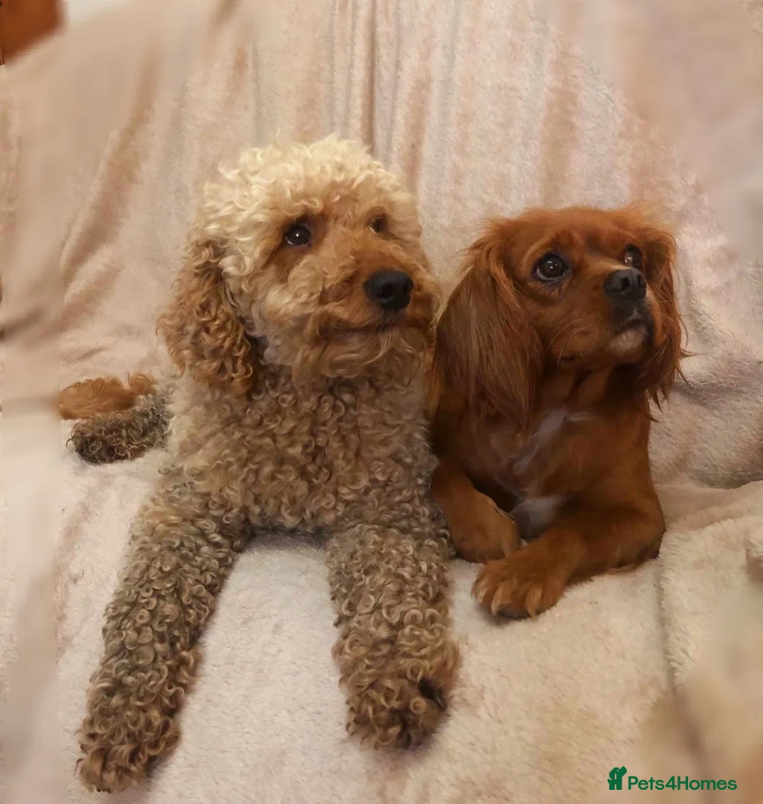 Cavapoo dogs for sale: Cavapoo Bundles of Joy 🥰 - Advert 26