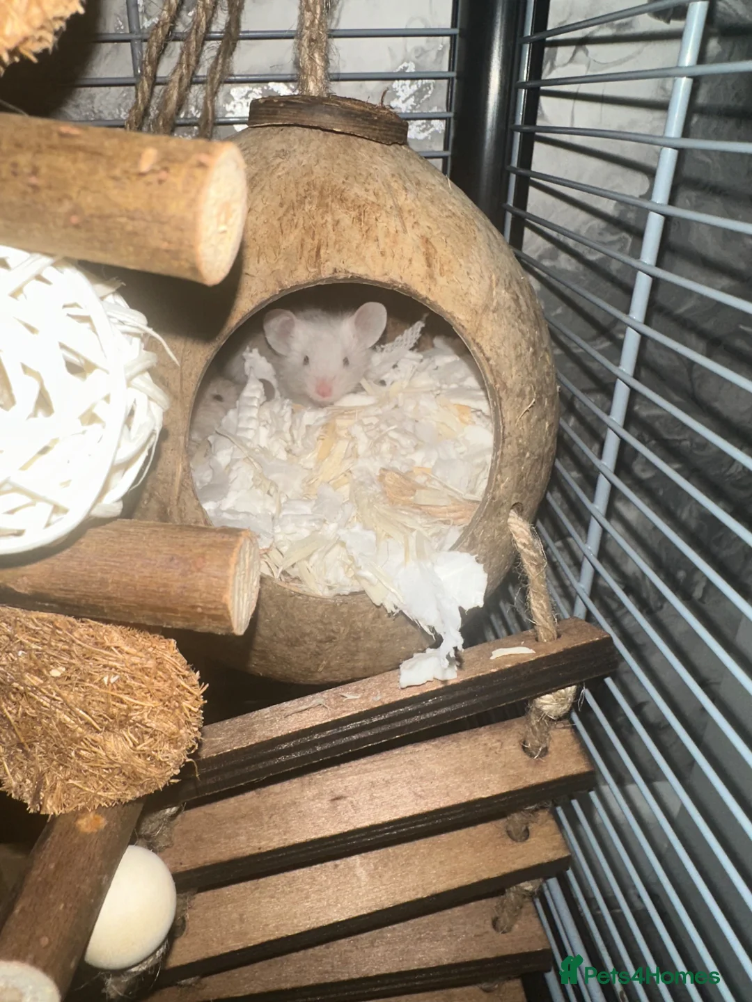 Mouse rodents for sale: 3 male mice - Advert 2