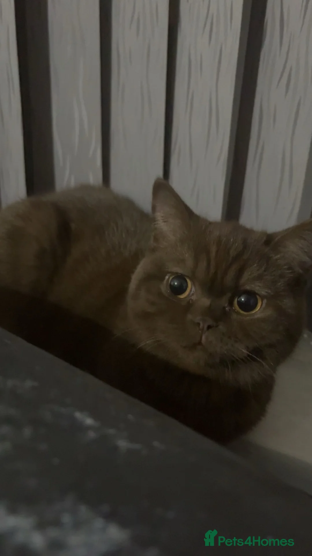 British Shorthair cats for sale: brown british shorthair in Birmingham - Advert 5