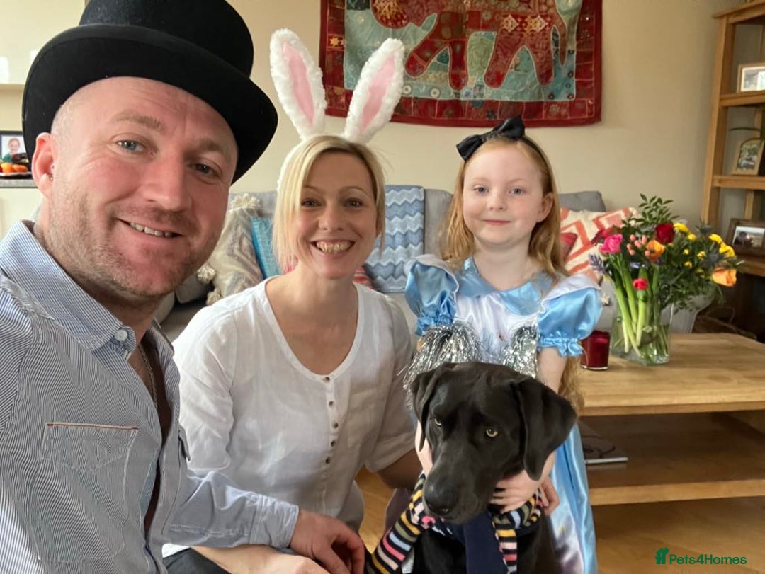 Gallery Image {{count}}