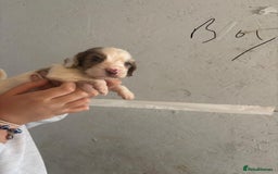 Cocker Spaniel dogs for sale: Merl cocker spaniel puppies  - Image 19