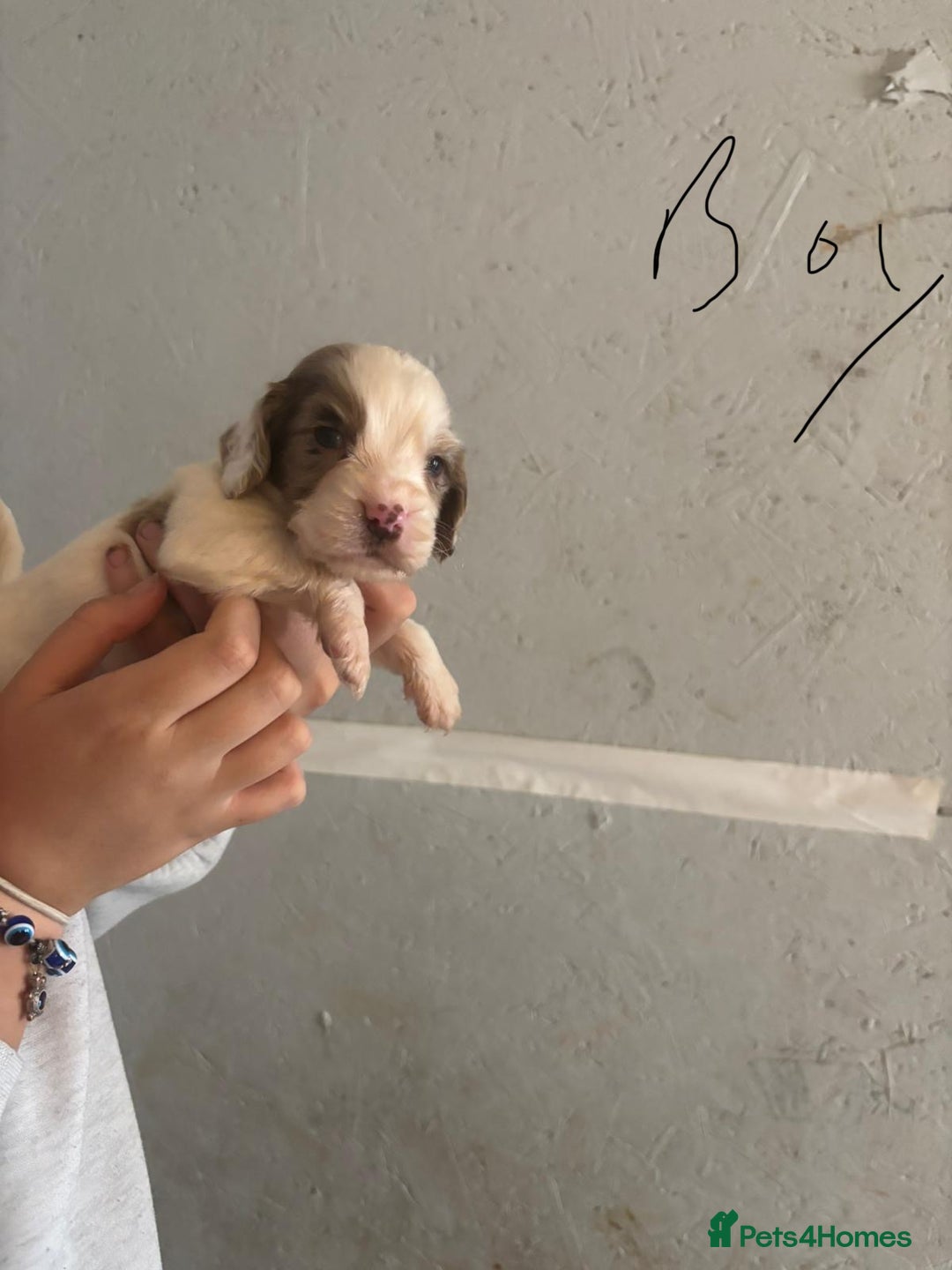 Cocker Spaniel dogs for sale: Merl cocker spaniel puppies  - Image 19
