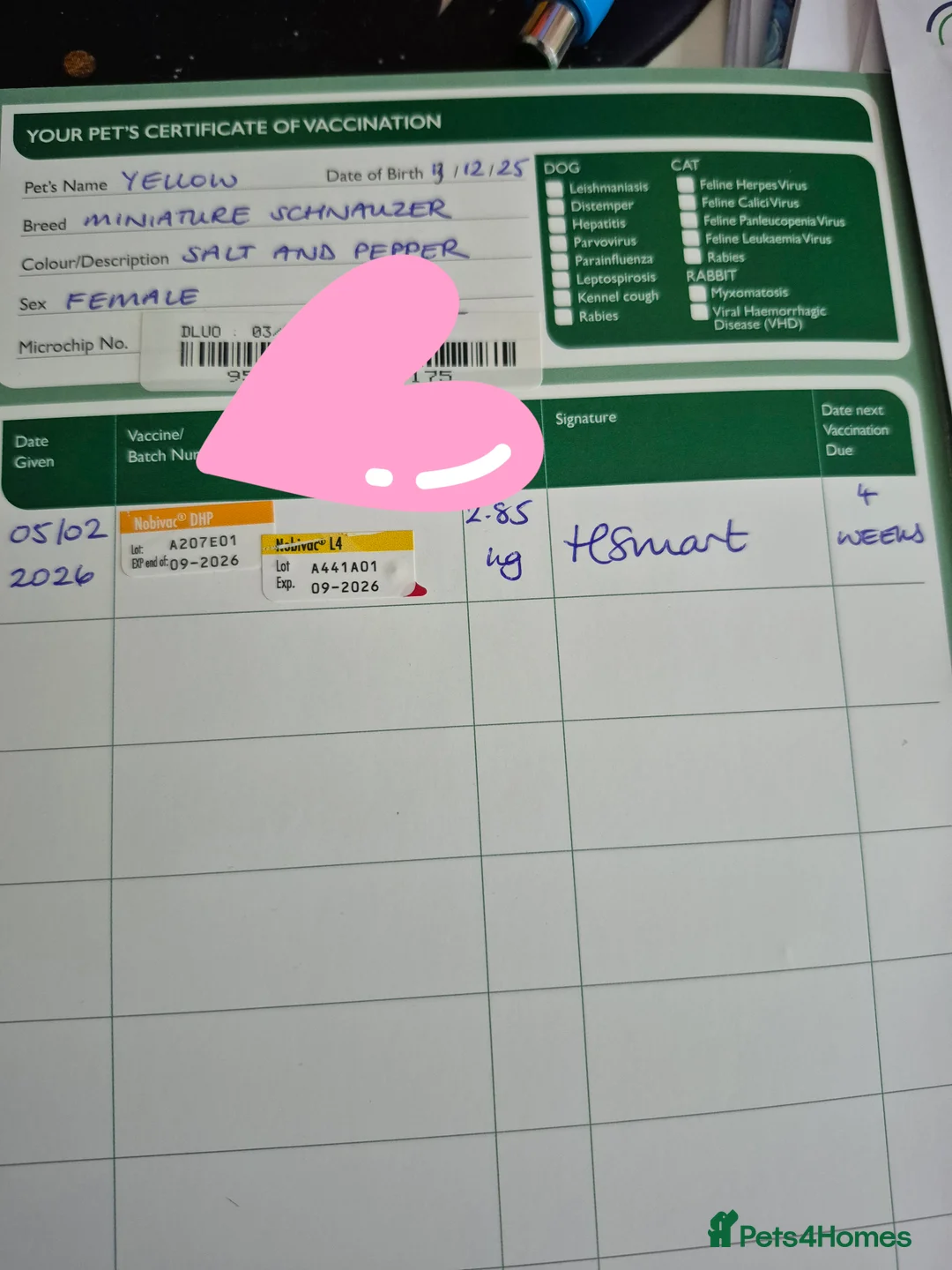 Miniature Schnauzer dogs for sale: Adorable Miniature Shnauzer ,SOLD - Advert 2