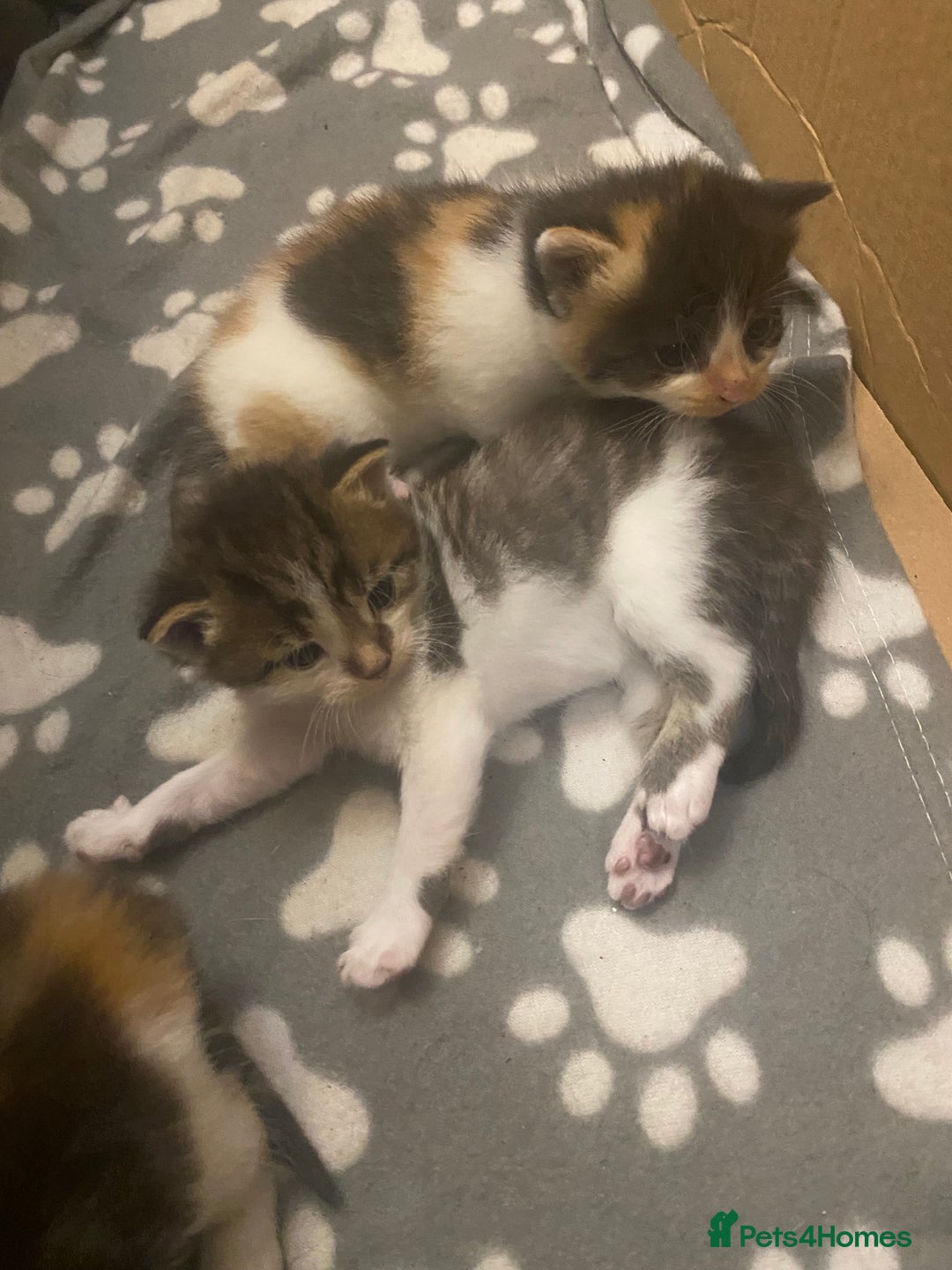 Mixed Breed cats for sale: Gorgeous Maine coon X blue kittens - Image 11