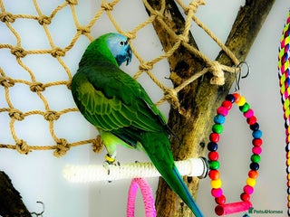 Parrots birds - Advert 21