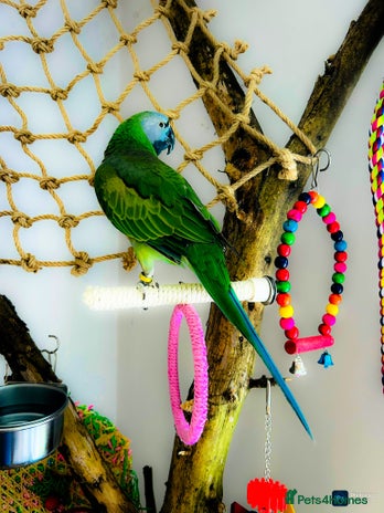 Parrots birds - Advert 16