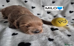 Cavapoo dogs for sale: 🧡 HEALTH TESTED F1B CAVAPOO  PUPPIES🧡 - Image 15