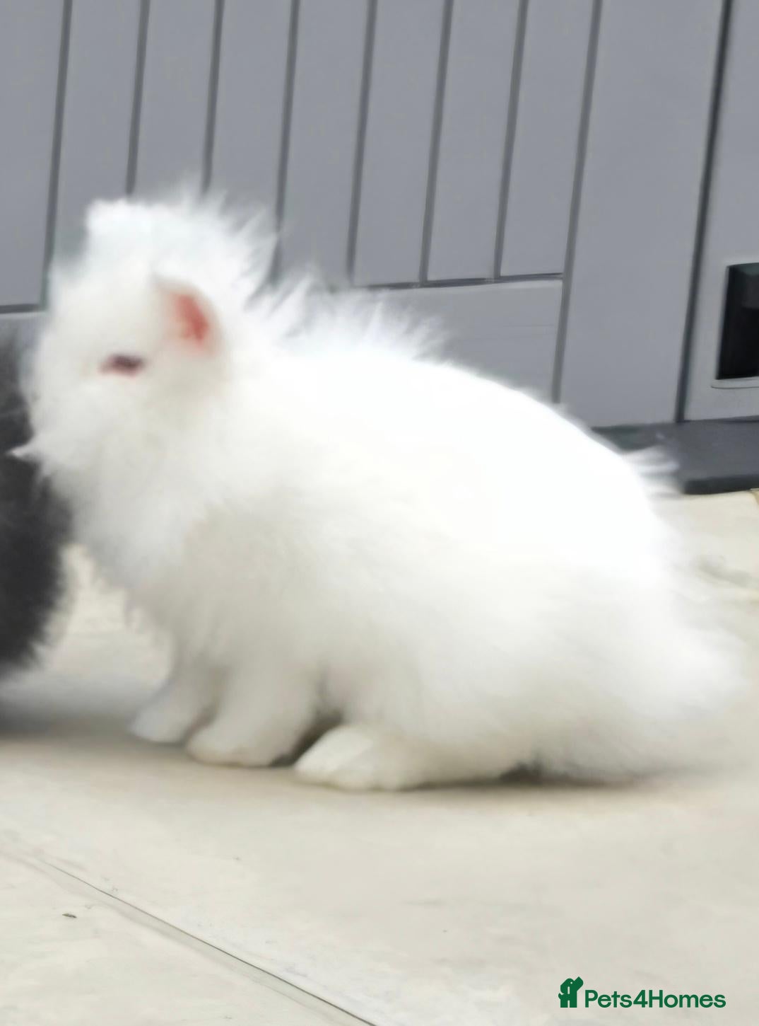 Lionhead rabbits REW double mane lionhead - Advert 1