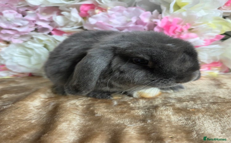 Mini Lop rabbits - Advert 3