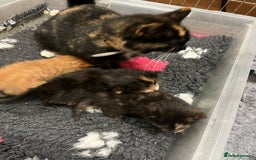 Mixed Breed cats for sale: Beautiful kittens - Advert 2