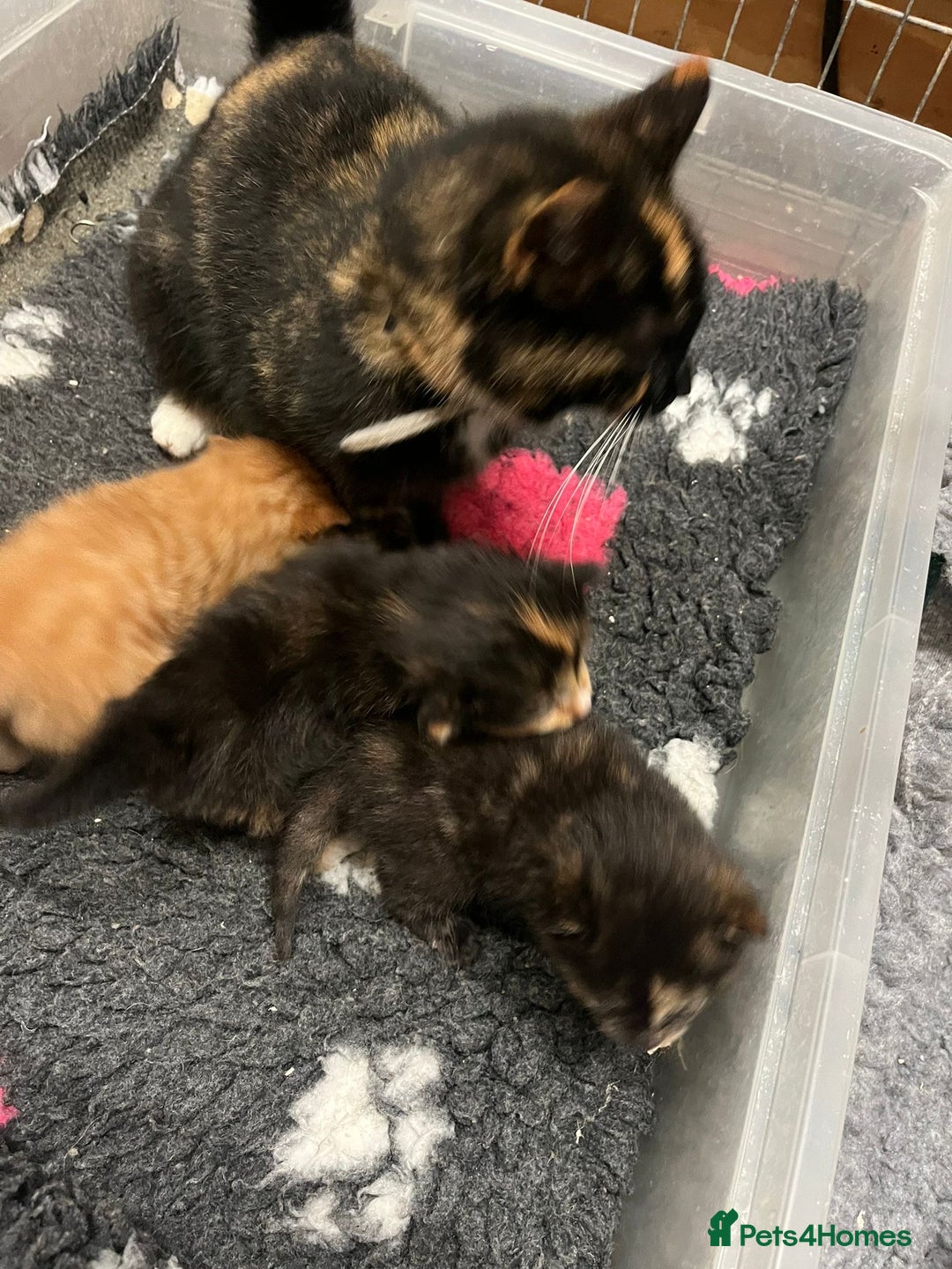 Mixed Breed cats for sale: Beautiful kittens - Advert 2