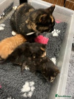 Mixed Breed cats Beautiful kittens - Advert 5