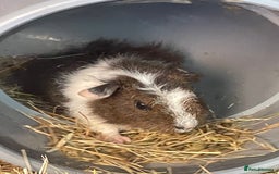 Guinea Pig rodents for sale: Male guinea pigs fluffy  - Image 4
