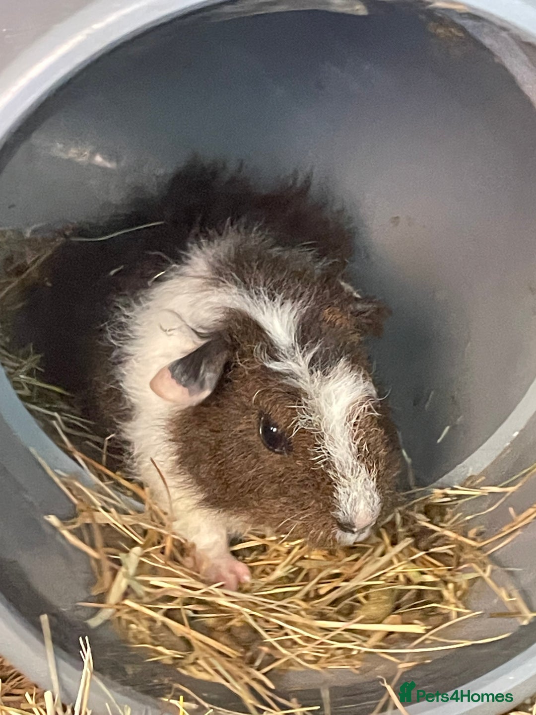 Guinea Pig rodents for sale: Male guinea pigs fluffy  - Image 4