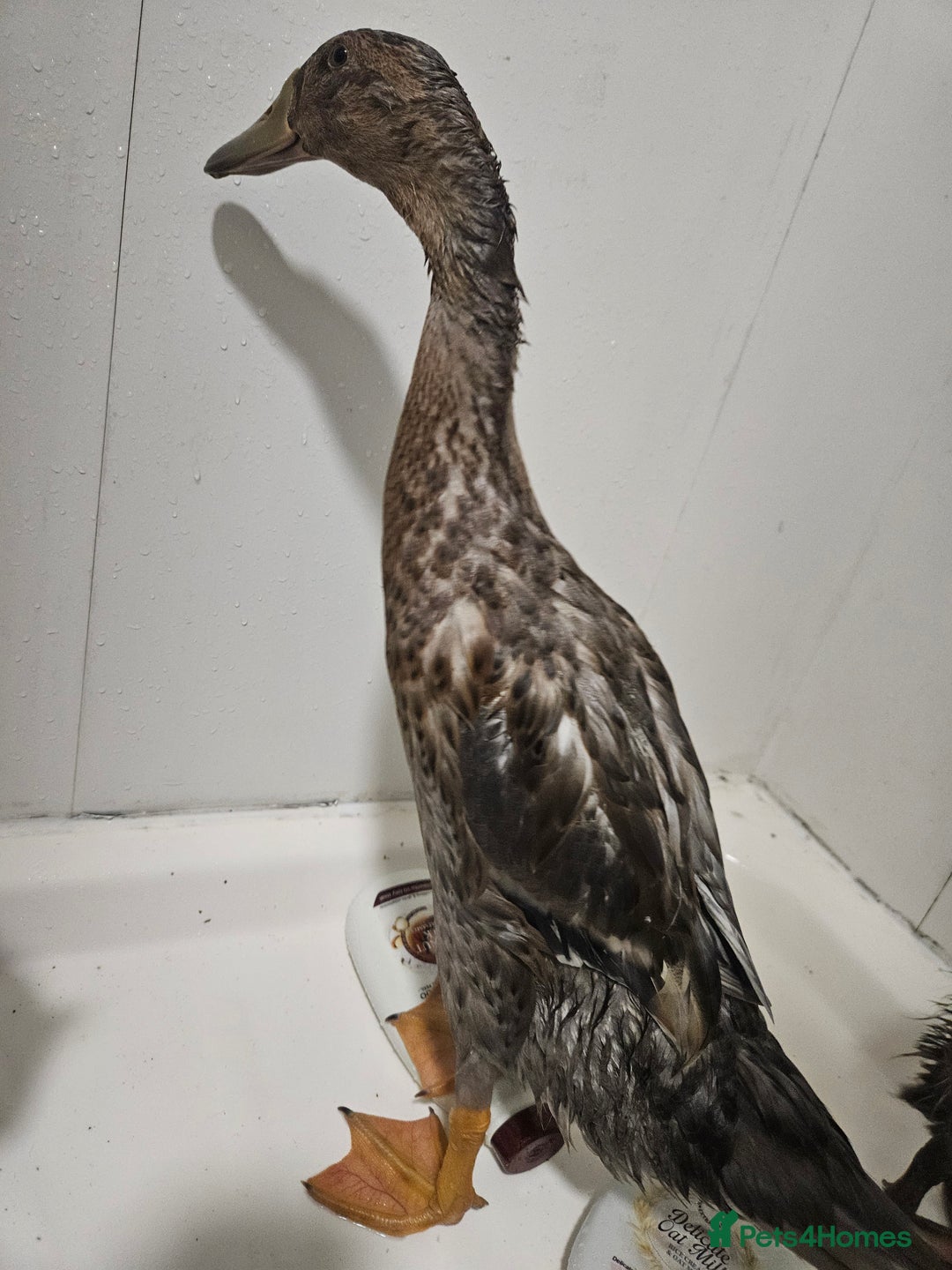Ducks poultry for sale: Indian runners free to good home - Image 1