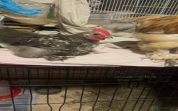 Chickens poultry for sale: Young cockerels for sale  - Image 3