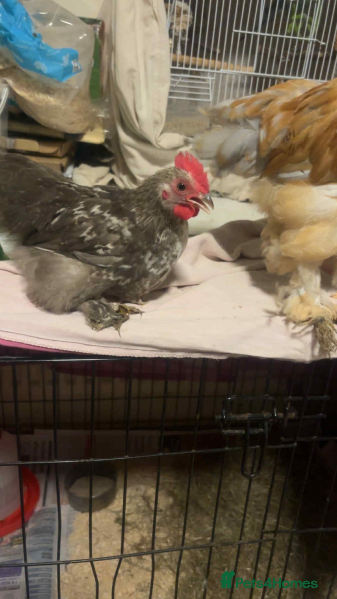 Chickens poultry for sale: Young cockerels for sale  - Image 3