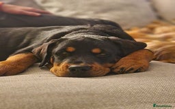 Rottweiler dogs for sale: Old fashioned big rottweiler pups  - Image 10