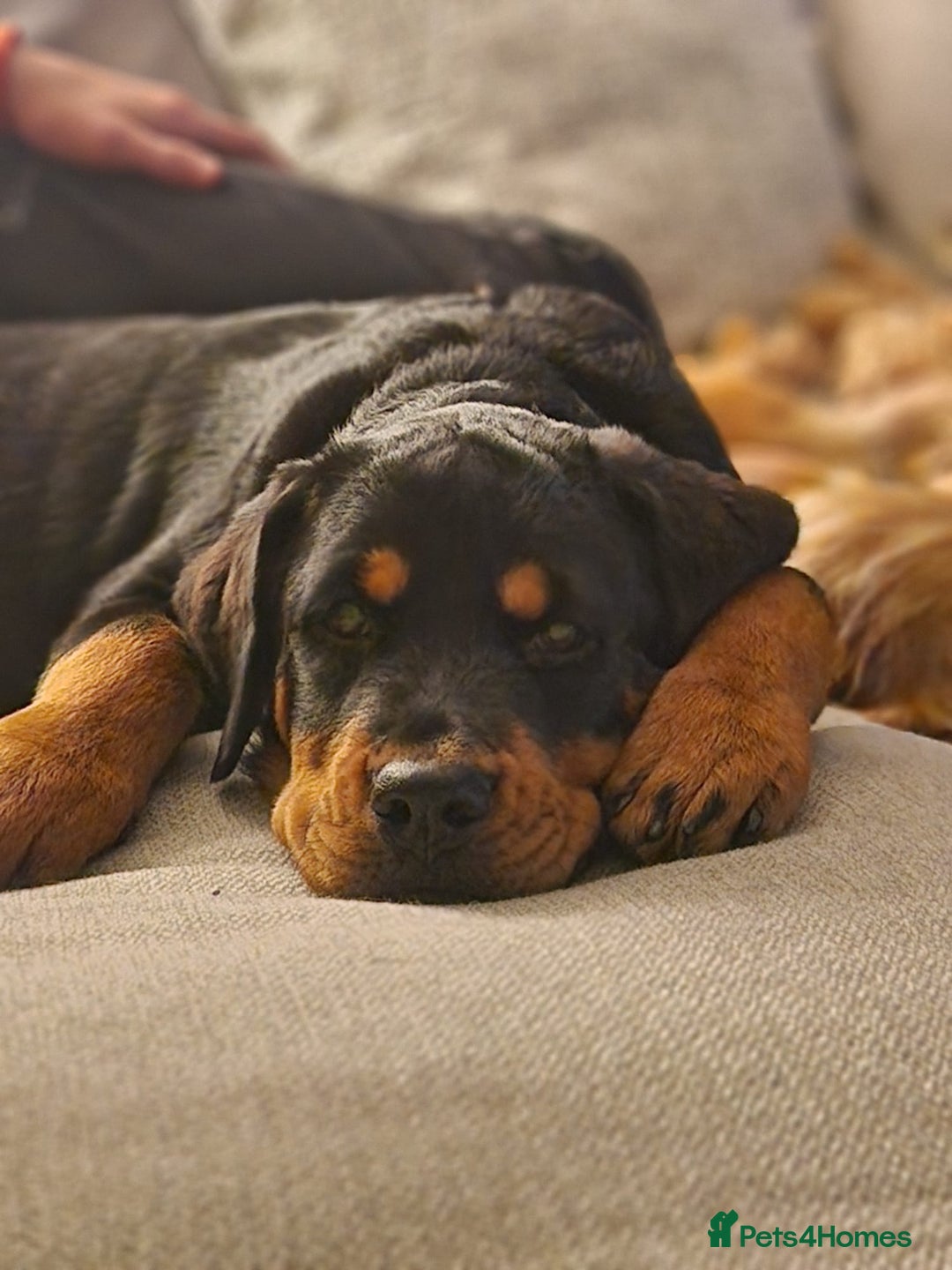 Rottweiler dogs for sale: Old fashioned big rottweiler pups  - Image 10