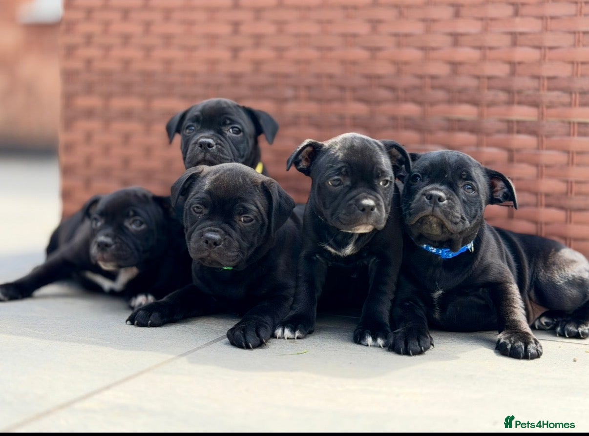 Staffordshire Bull Terrier dogs ONLY 3 KC REG PUPS REMAINING  - Advert 4