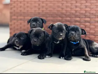 Staffordshire Bull Terrier dogs ONLY 3 KC REG PUPS REMAINING - Advert 4