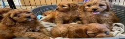 Cavapoo dogs for sale: 🐶🐾Adorable F1 miniature cavapoos🐾🐶 - Advert 4
