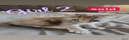 Mixed Breed cats for sale: RARE TURKISH ANGORA KITTENS - Advert 6