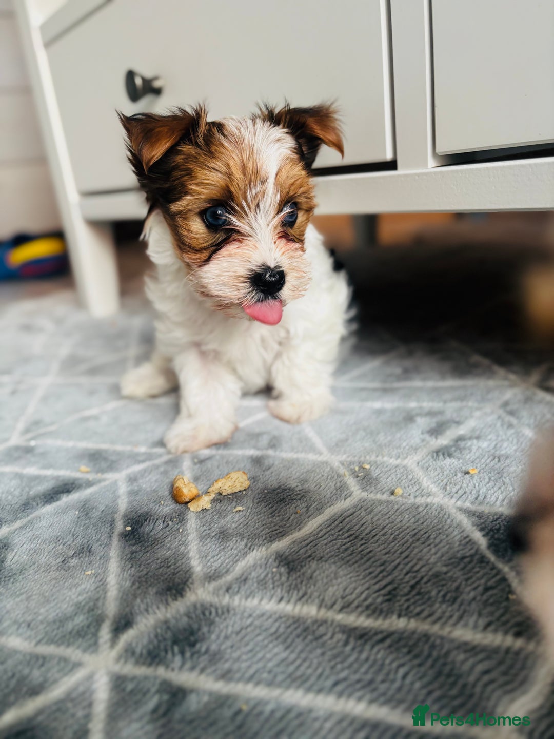 Yorkshire Terrier dogs for sale: ❤️Beautiful blue eyed Yorkshire terrier puppies❤️ - Advert 12