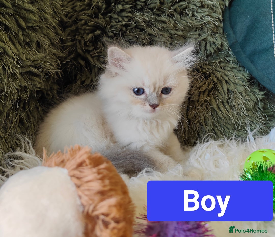 Ragdoll cats for sale: GCCF REGISTERED EUROPEAN LINE RAGDOLL KITTENS  - Image 27