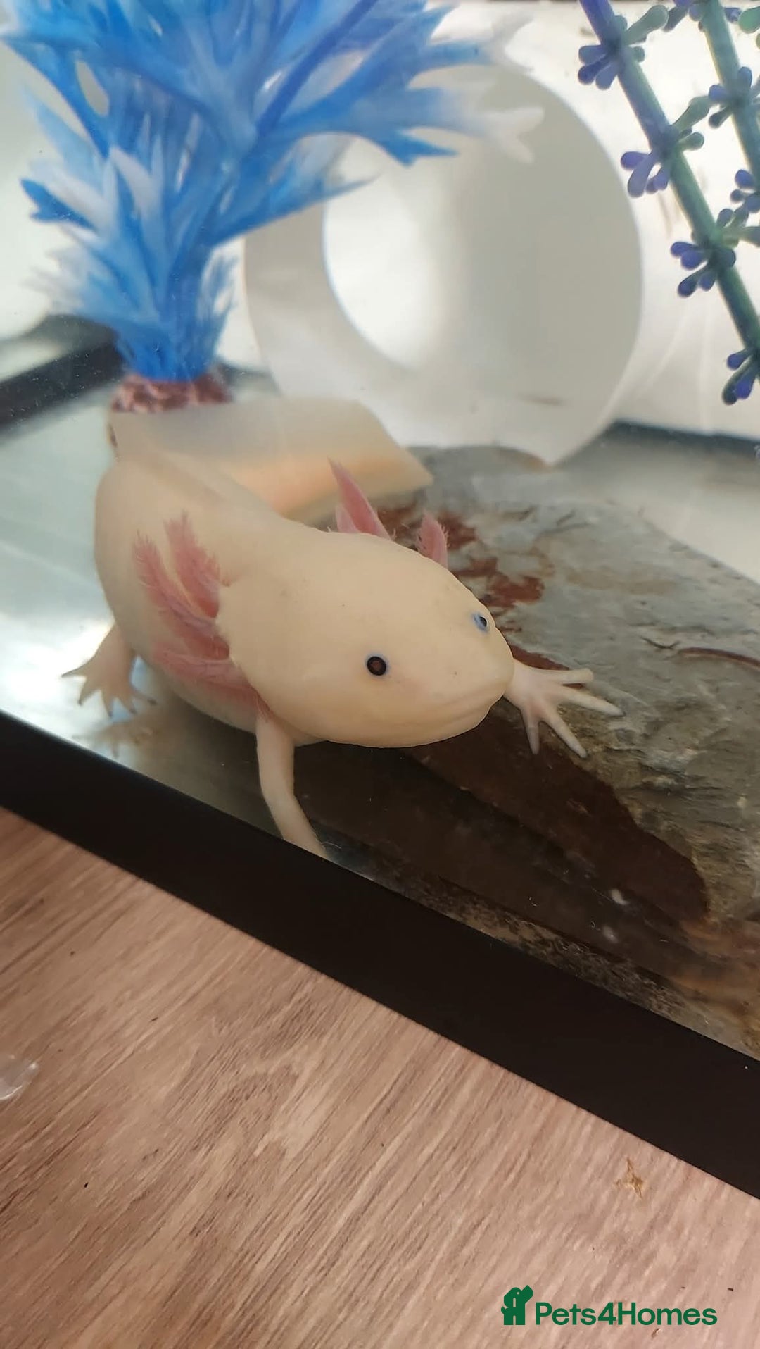 Axolotl reptiles for sale: Axolotyl and setup for sale - Advert 1