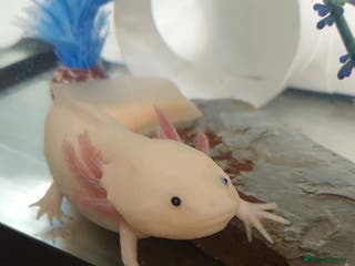 Axolotl reptiles Axolotyl and setup for sale - Advert 6