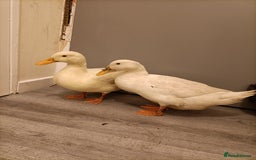 Ducks poultry for sale: 3 pet ducks  - Advert 2