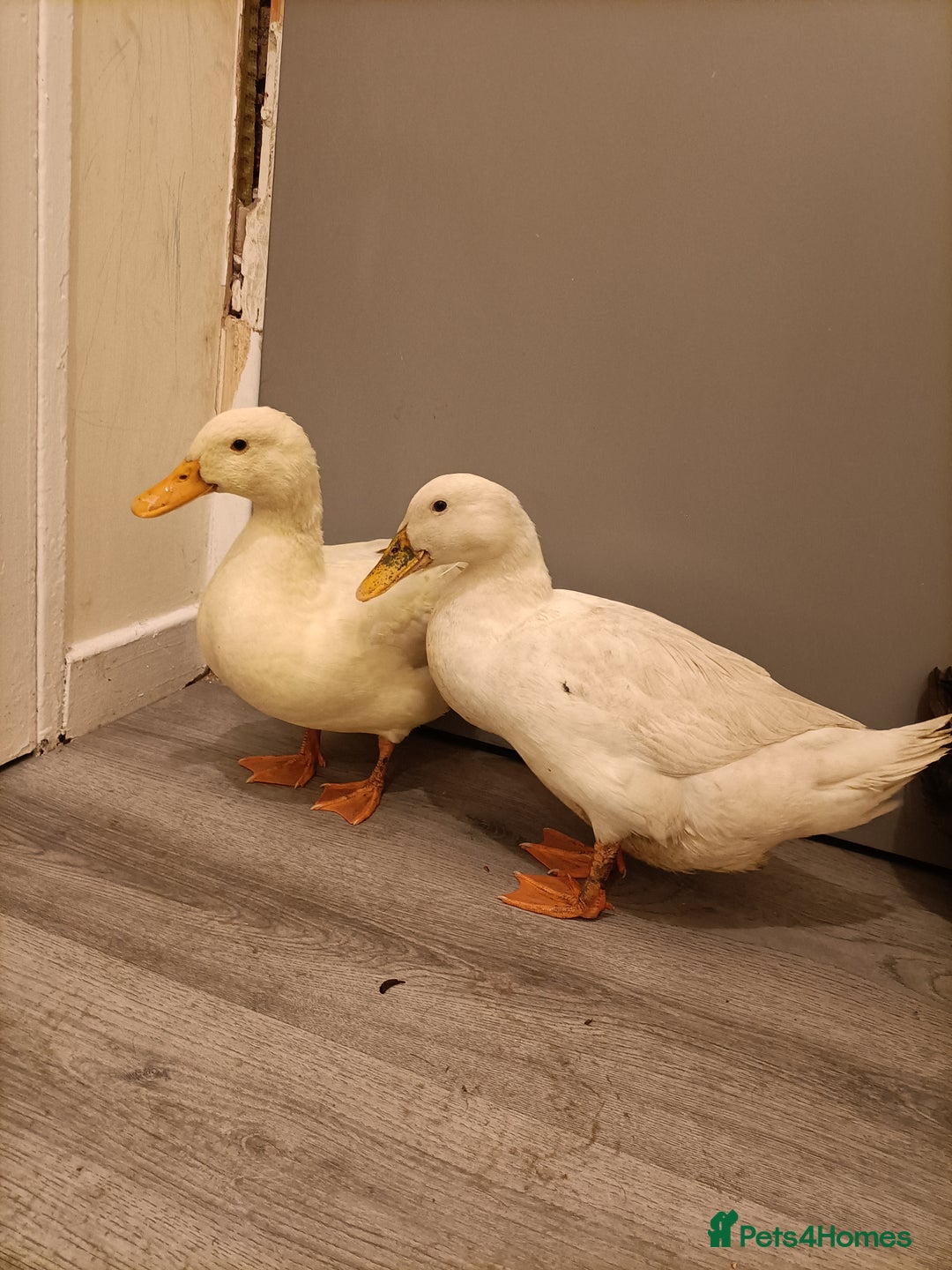 Ducks poultry for sale: 3 pet ducks  - Advert 2