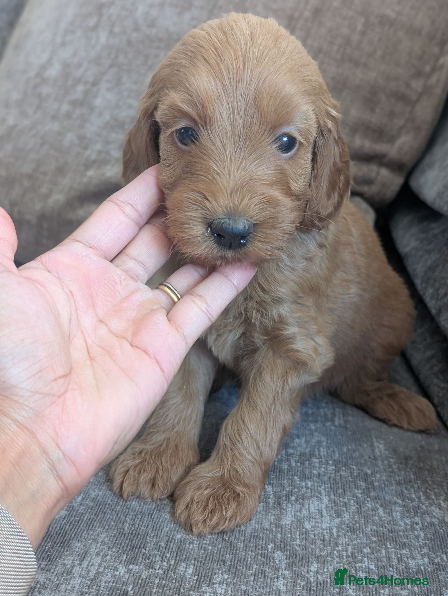 Mini Goldendoodle dogs Last female -F1BB Miniature Goldendoodle puppies  - Advert 1