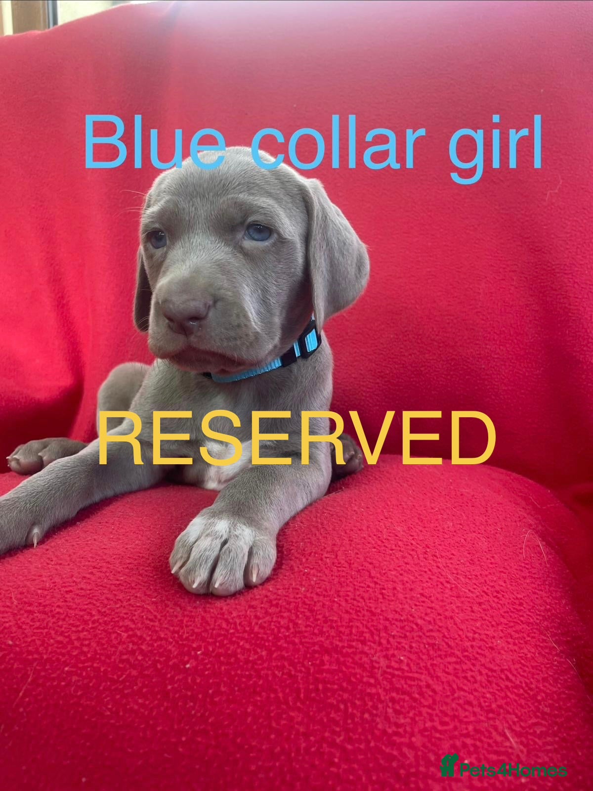 Weimaraner dogs KC Registered Weimaraner puppies for sale - Advert 1