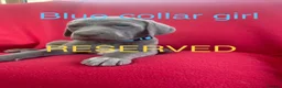 Weimaraner dogs for sale: KC Registered Weimaraner puppies for sale - Advert 15