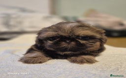 Shih Tzu dogs for sale: Outstanding Imperial Shih Tzu Pups - Image 27
