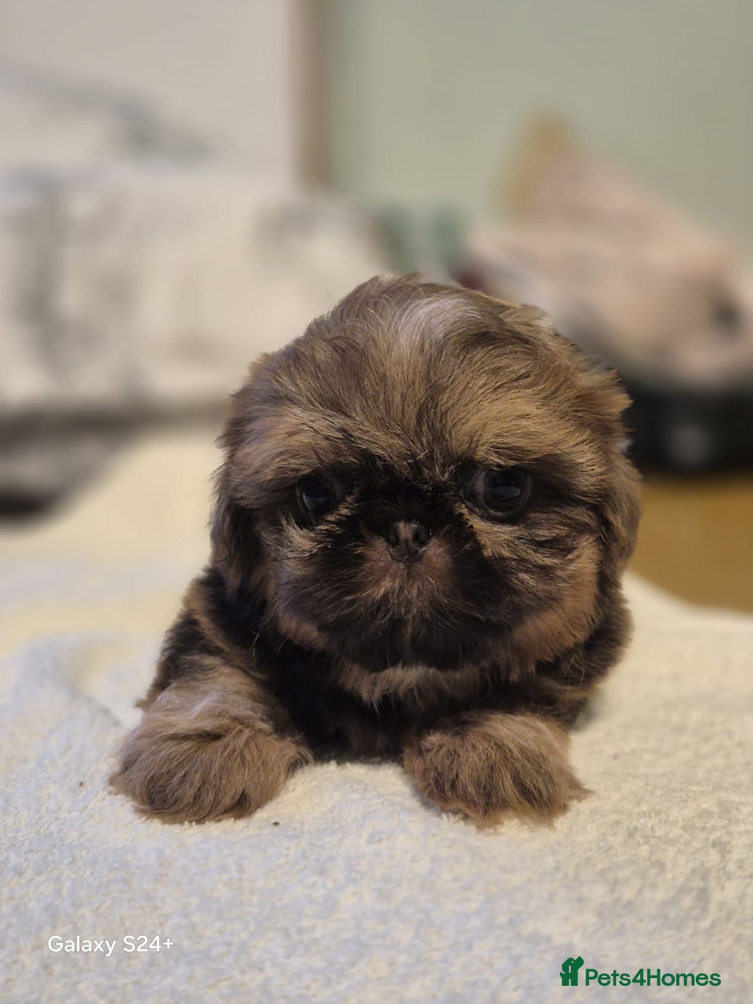 Shih Tzu dogs for sale: Outstanding Imperial Shih Tzu Pups - Image 27