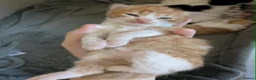 Mixed Breed cats for sale: 2 Male Kittens  - Advert 8