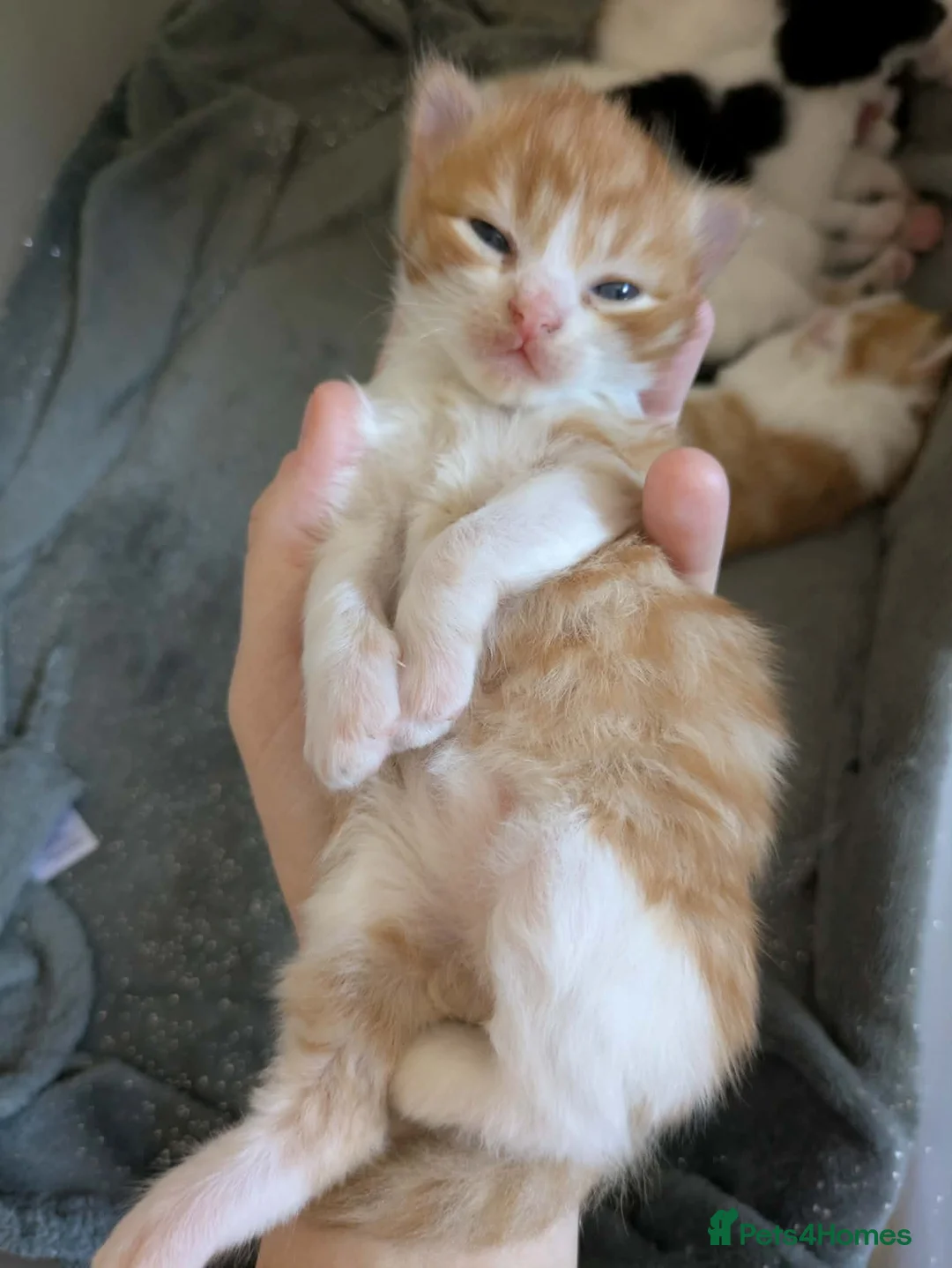 Mixed Breed cats for sale: 2 Male Kittens  - Advert 8