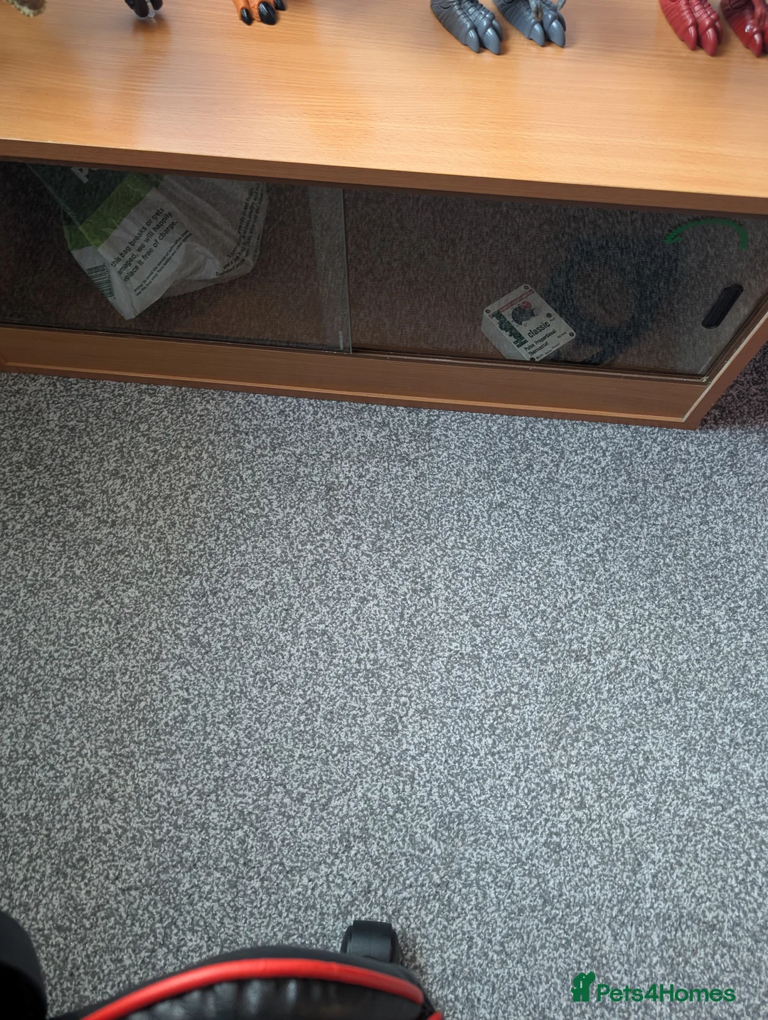 Gecko reptiles for sale: Gekos in Dudley - Advert 3