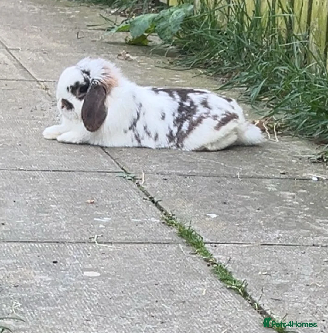 Mini Lop rabbits for sale: Mini lop rabbit for sale  - Advert 2