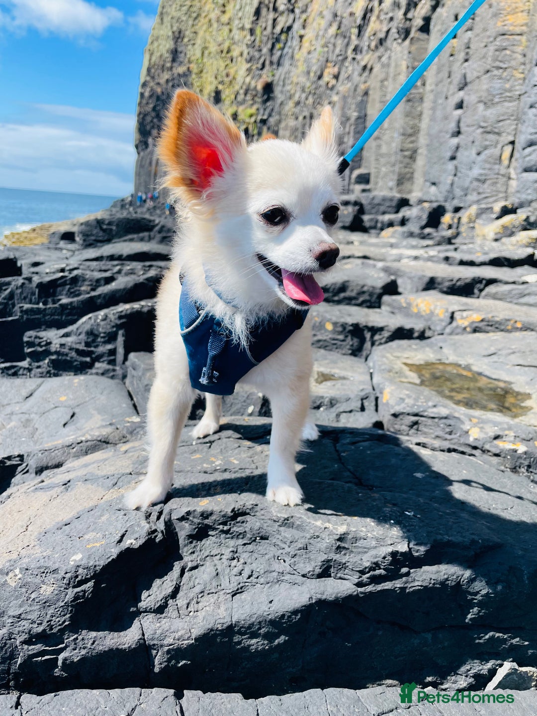 Chihuahua dogs for stud: Luke  - Image 5