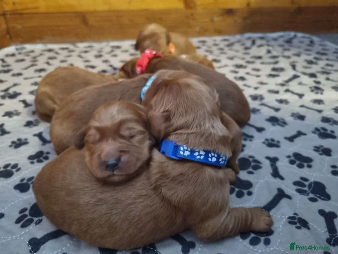 Mini Goldendoodle dogs for sale: F1 Fox Red Health Tested Mini Goldendoodles - Advert 12