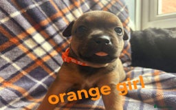 Staffordshire Bull Terrier dogs for sale: Red little one ❤️ - Image 23