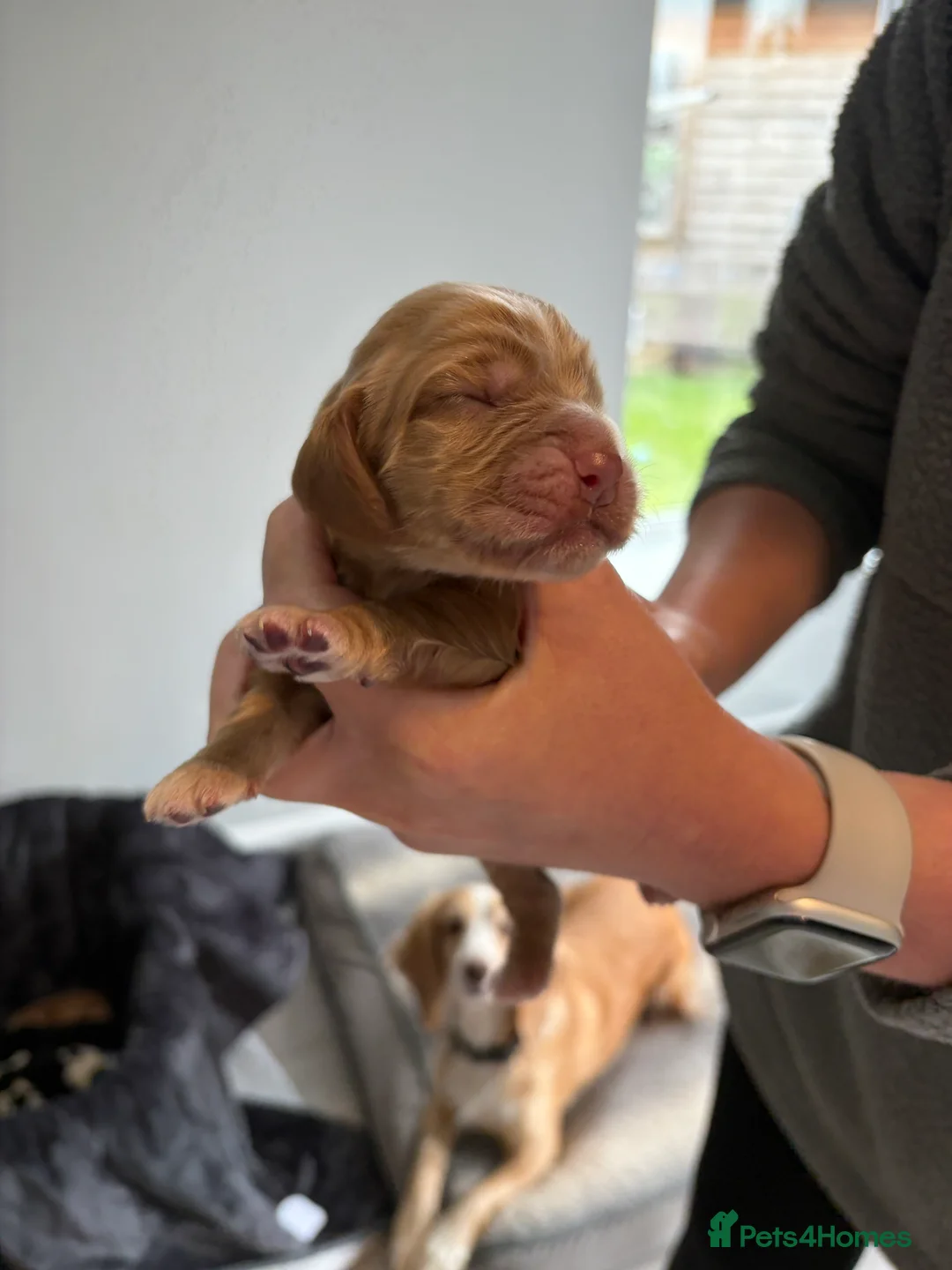 Cocker Spaniel dogs for sale: Beautiful Litter of Cocker Spaniels  in Kettering - Advert 2