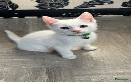 Mixed Breed cats for sale: White Gray and Ragdoll Kittens - Image 23